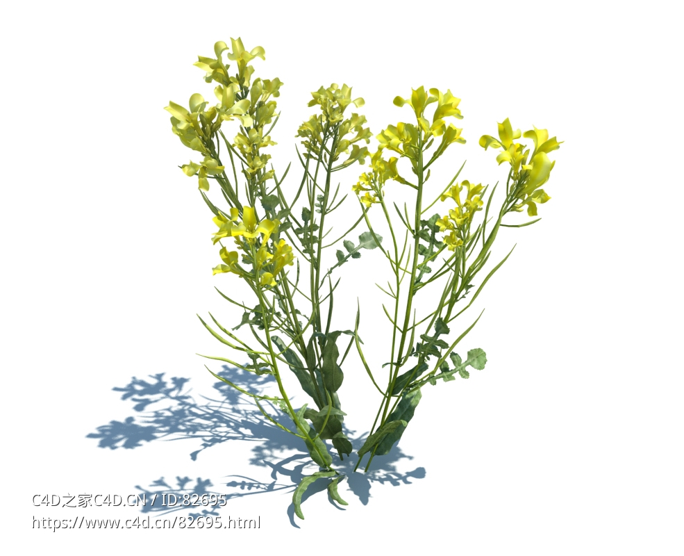 无花瓣油菜模型Brassica napus L v3 - C4D之家 - 129.jpg