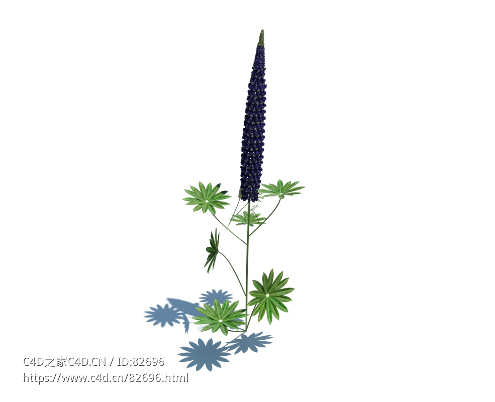 鲁冰花Lupinus polyphyllus L. v1