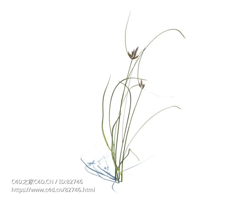 三棱草植物杂草模型下载Bolboschoenus maritimus v1 - C4D之家 - 112.jpg