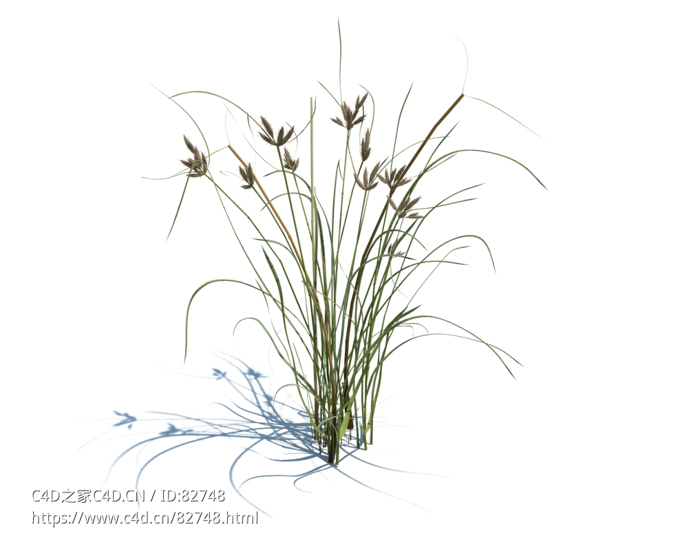半夏草植物杂草模型下载Bolboschoenus maritimus v3 - C4D之家 - 114.jpg