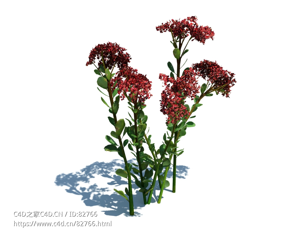 八宝景天植物杂草模型下载Hylotelephium spectabile v2 - C4D之家 - 101.jpg