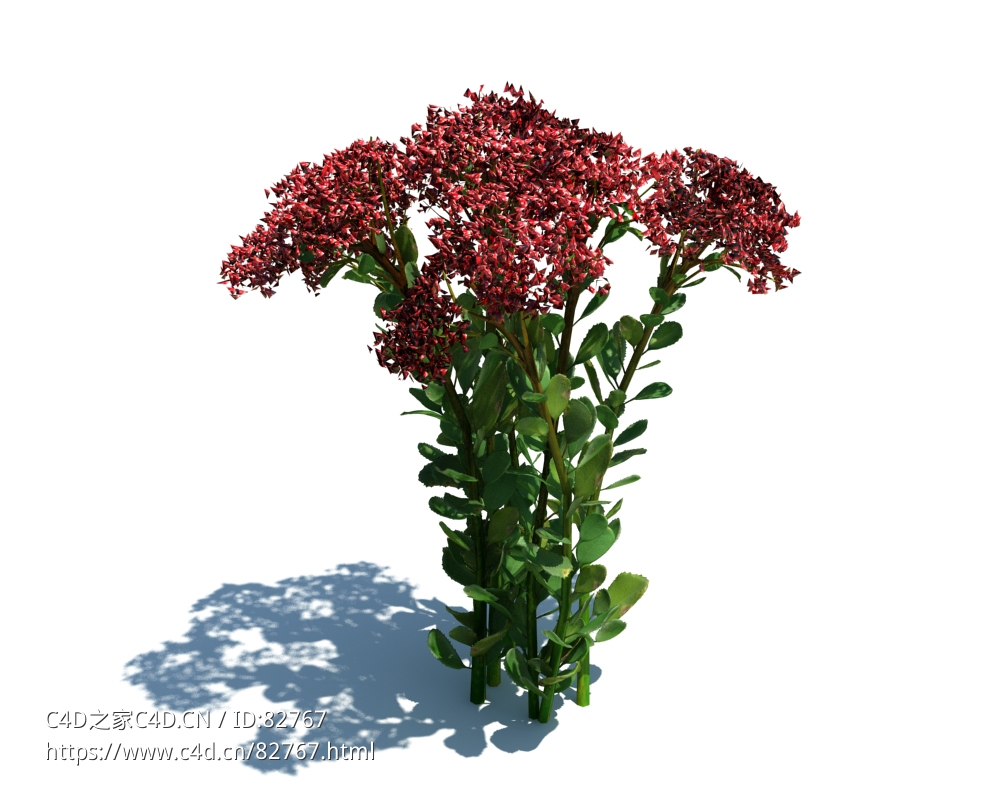 八宝景天植物杂草模型下载Hylotelephium spectabile v3 - C4D之家 - 102.jpg