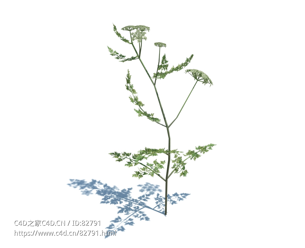 毒欧芹植物杂草模型下载Aethusa cynapium v1 - C4D之家 - 34.jpg