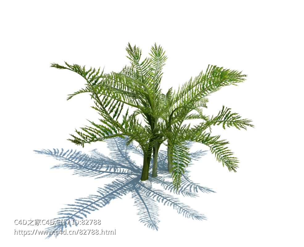 针果芹植物杂草模型下载Scandix pecten-veneris L v1 - C4D之家 - 31.jpg