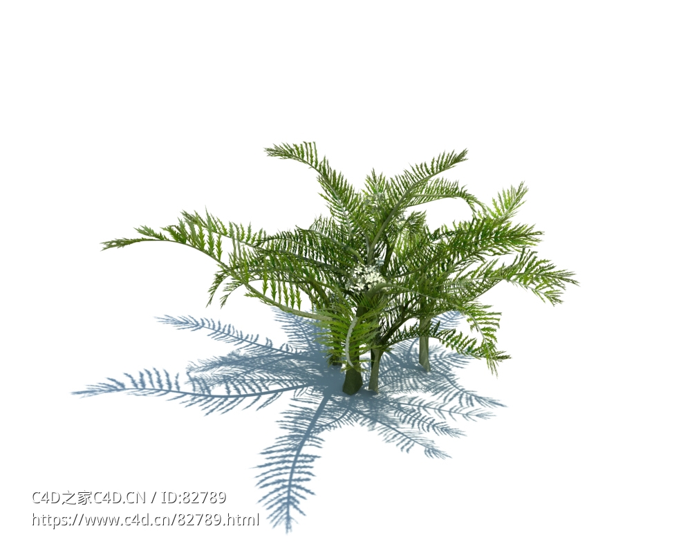 针果芹植物杂草模型下载Scandix pecten-veneris L v2 - C4D之家 - 32.jpg