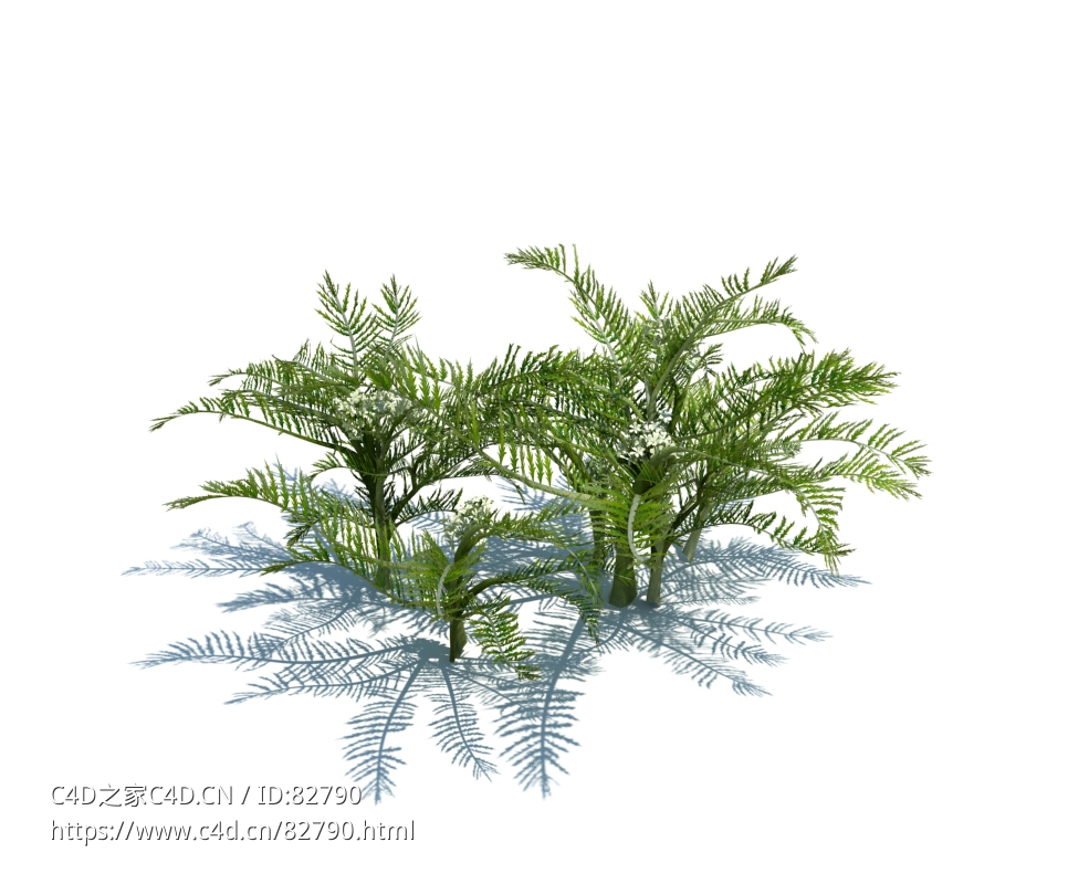 针果芹植物杂草模型下载Scandix pecten-veneris L v3 - C4D之家 - 33.jpg