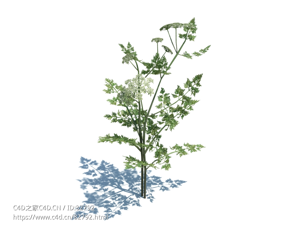 毒欧芹植物杂草模型下载Aethusa cynapium v2 - C4D之家 - 35.jpg