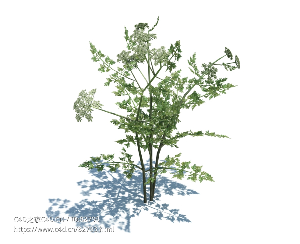 毒欧芹植物杂草模型下载Aethusa cynapium v3 - C4D之家 - 36.jpg
