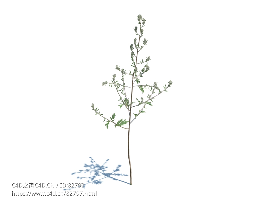 艾草蒿草植物杂草模型下载Artemisia Vulgaris v1 - C4D之家 - 40.jpg