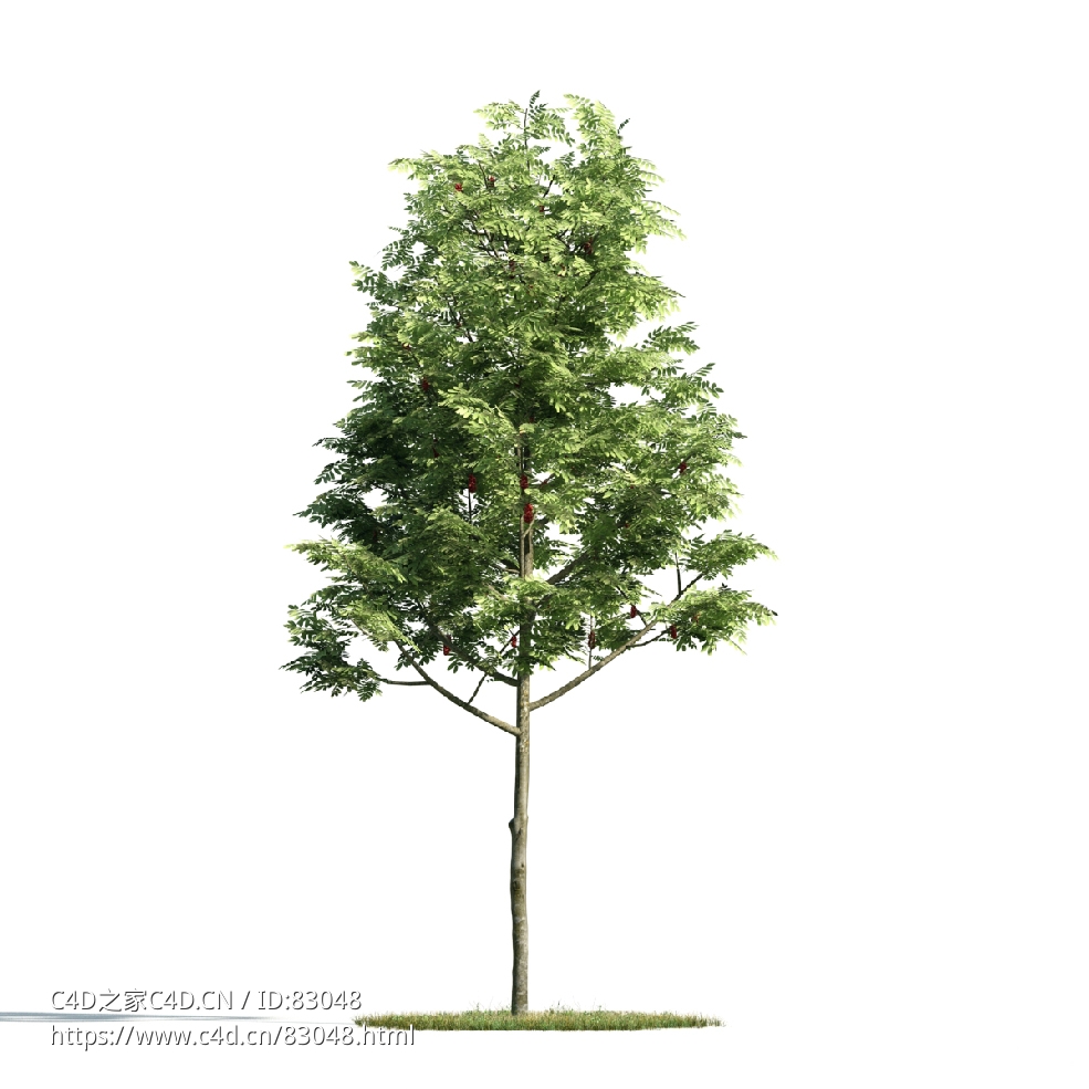 景观树木：花楸树三维模型plant-2 - C4D之家 - 002.jpg
