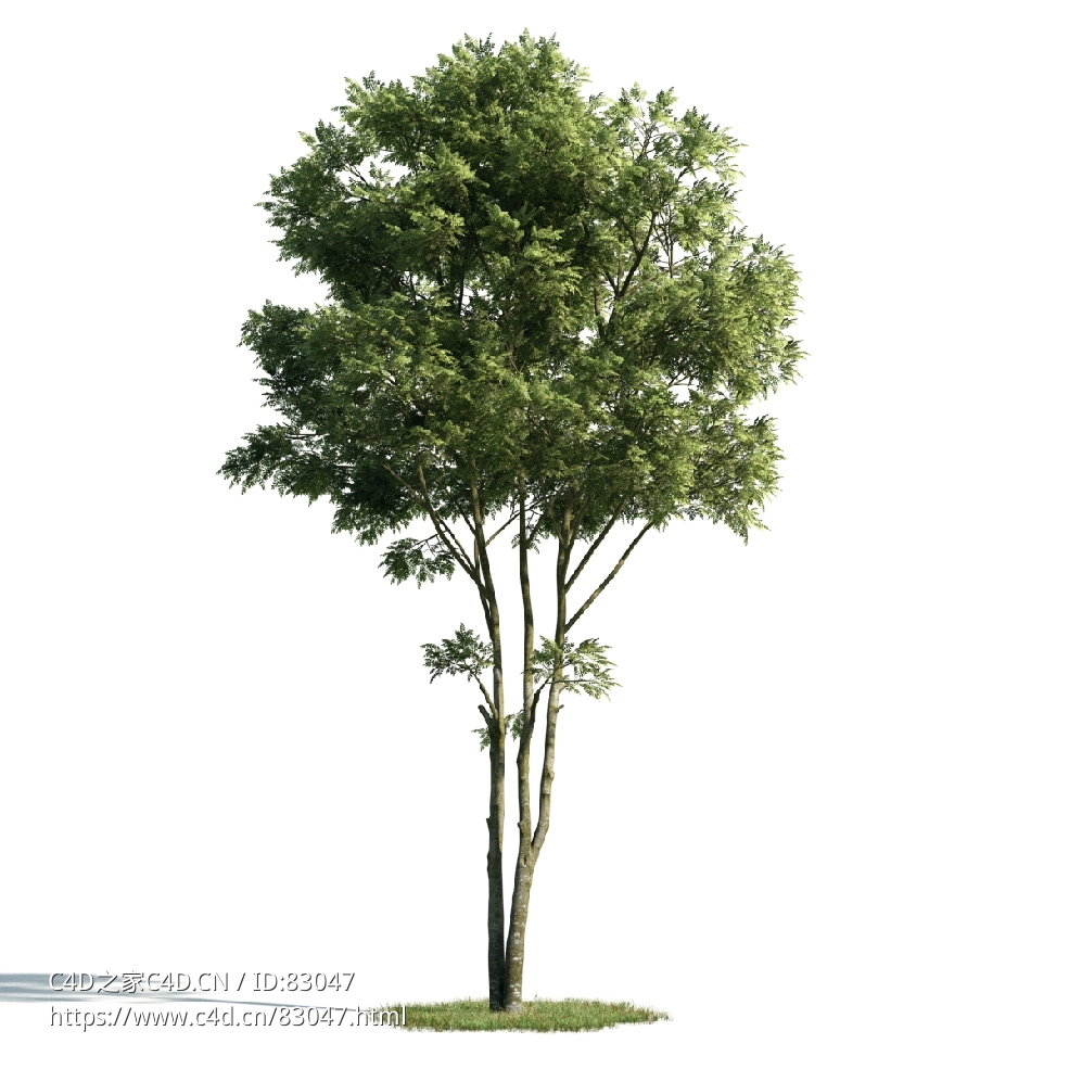 景观树木：臭槐树三维模型plant-1 - C4D之家 - 001.jpg