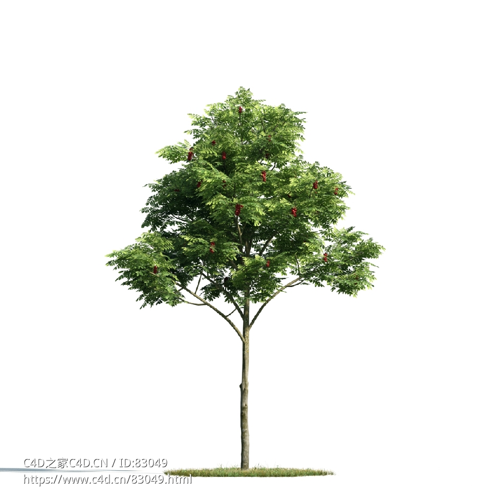 景观树木：红果臭山槐三维模型plant-3 - C4D之家 - 003.jpg