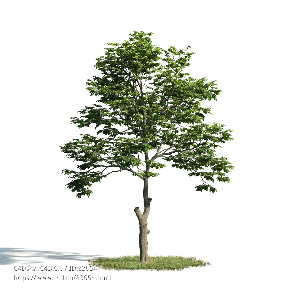景观树木：白半树三维模型plant-8 - C4D之家 - 008.jpg