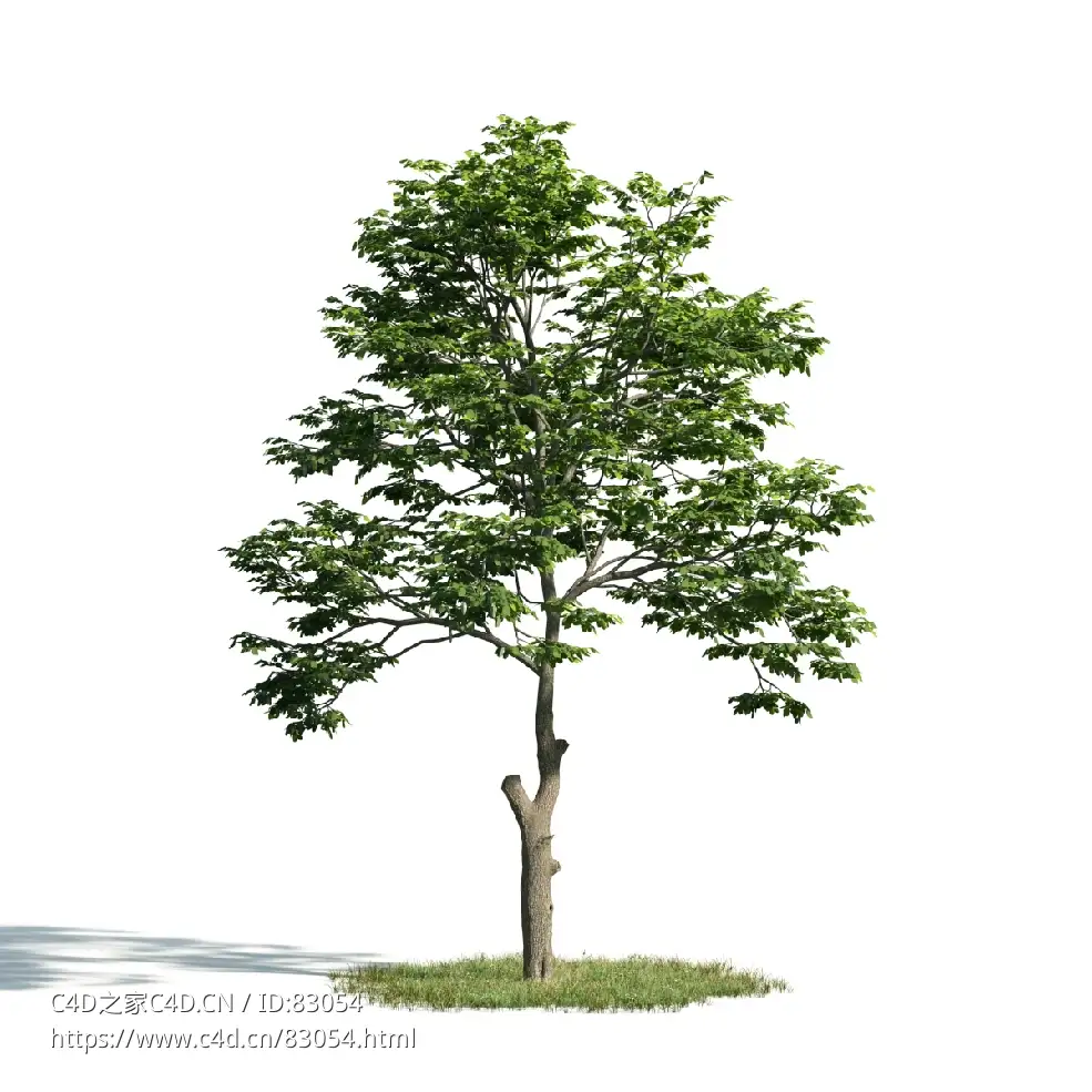 景观树木：白半树三维模型plant-8 - C4D之家 - 008.jpg