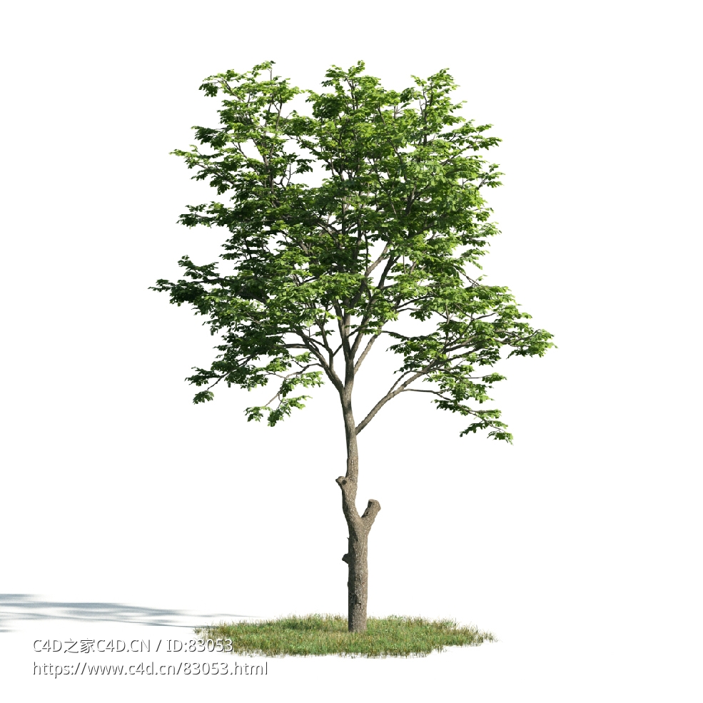 景观树木：山毛榉树三维模型plant-7 - C4D之家 - 007.jpg