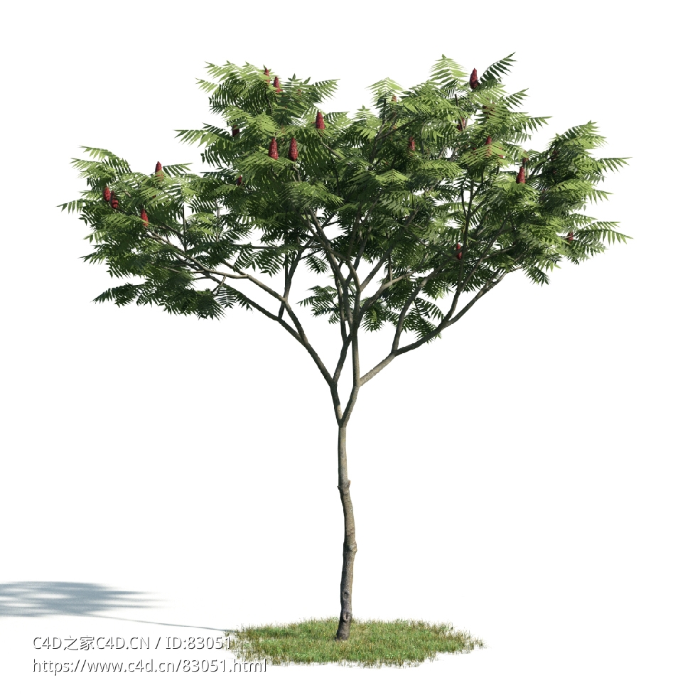 景观树木：鹿角漆三维模型plant-5 - C4D之家 - 005.jpg