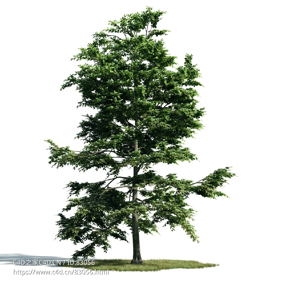 景观树木：鹅耳枥树三维模型plant-10 - C4D之家 - 010.jpg