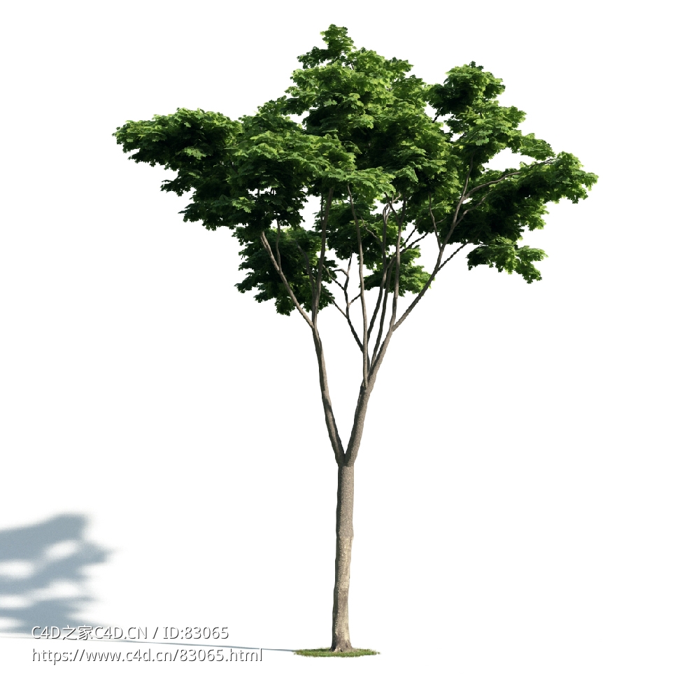 景观树木：法国梧桐三维模型plant-19 - C4D之家 - 019.jpg