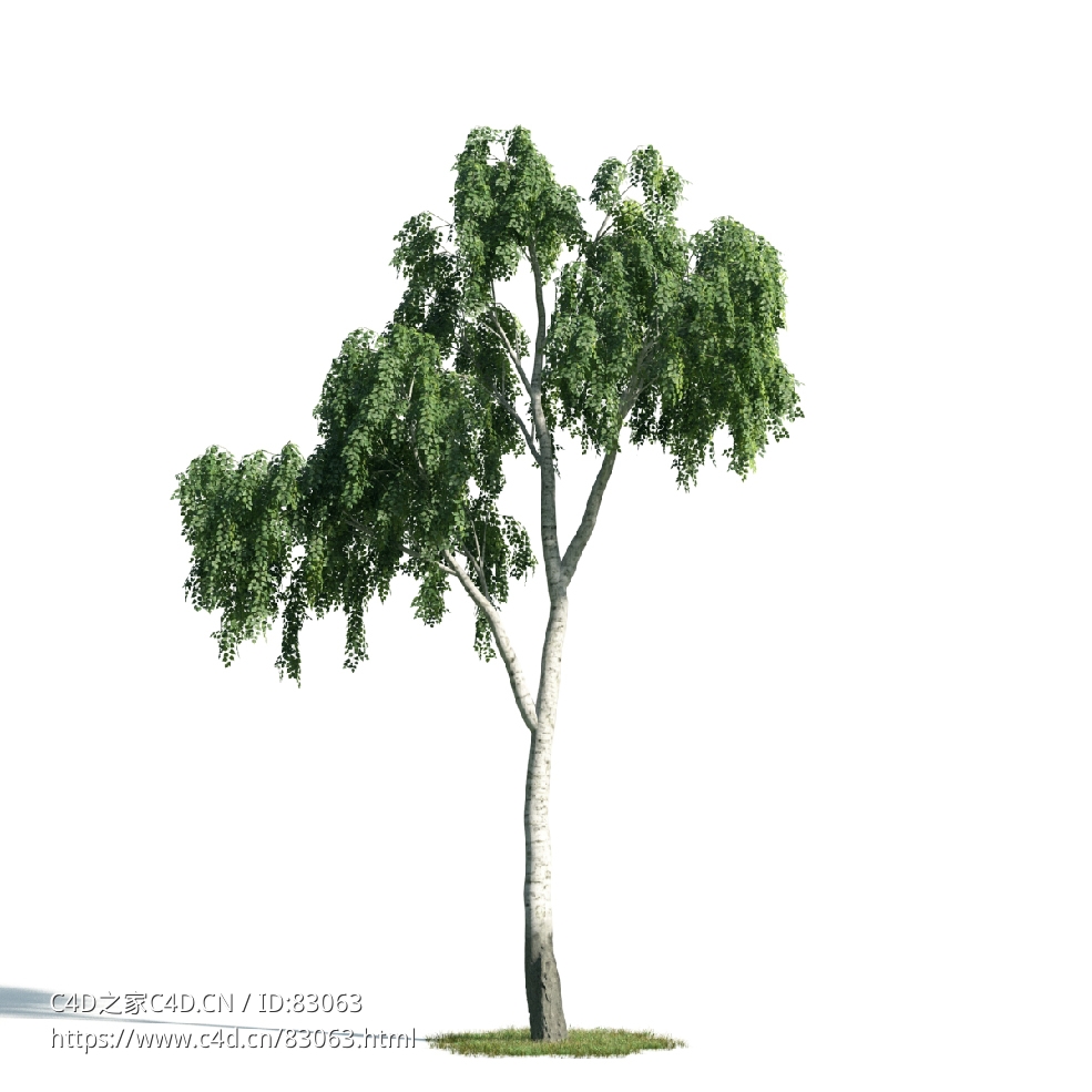 景观树木：桦皮树三维模型plant-17 - C4D之家 - 017.jpg