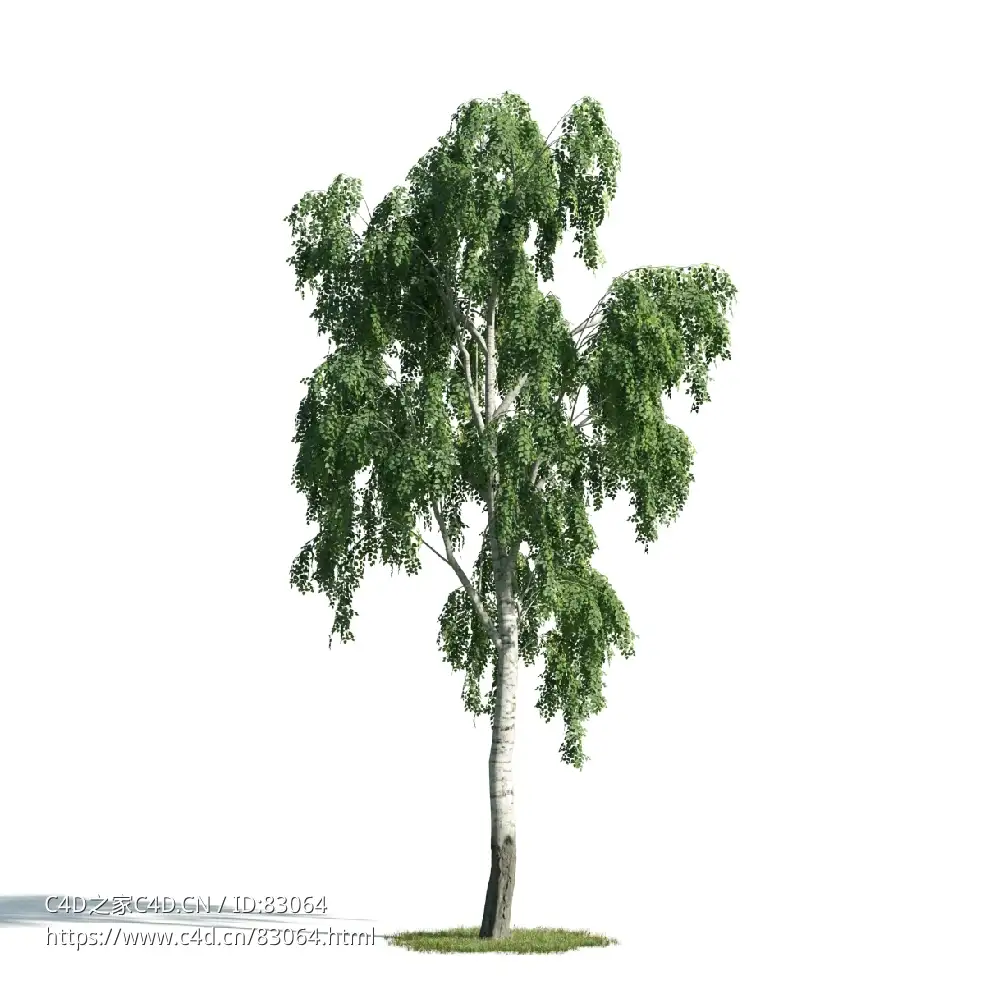 景观树木：白杨树三维模型plant-18 - C4D之家 - 018.jpg