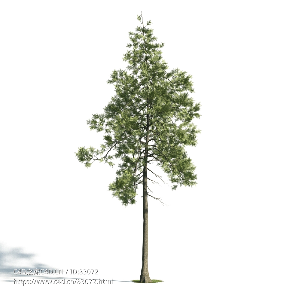 景观树木：杜松三维模型plant-26 - C4D之家 - 026.jpg