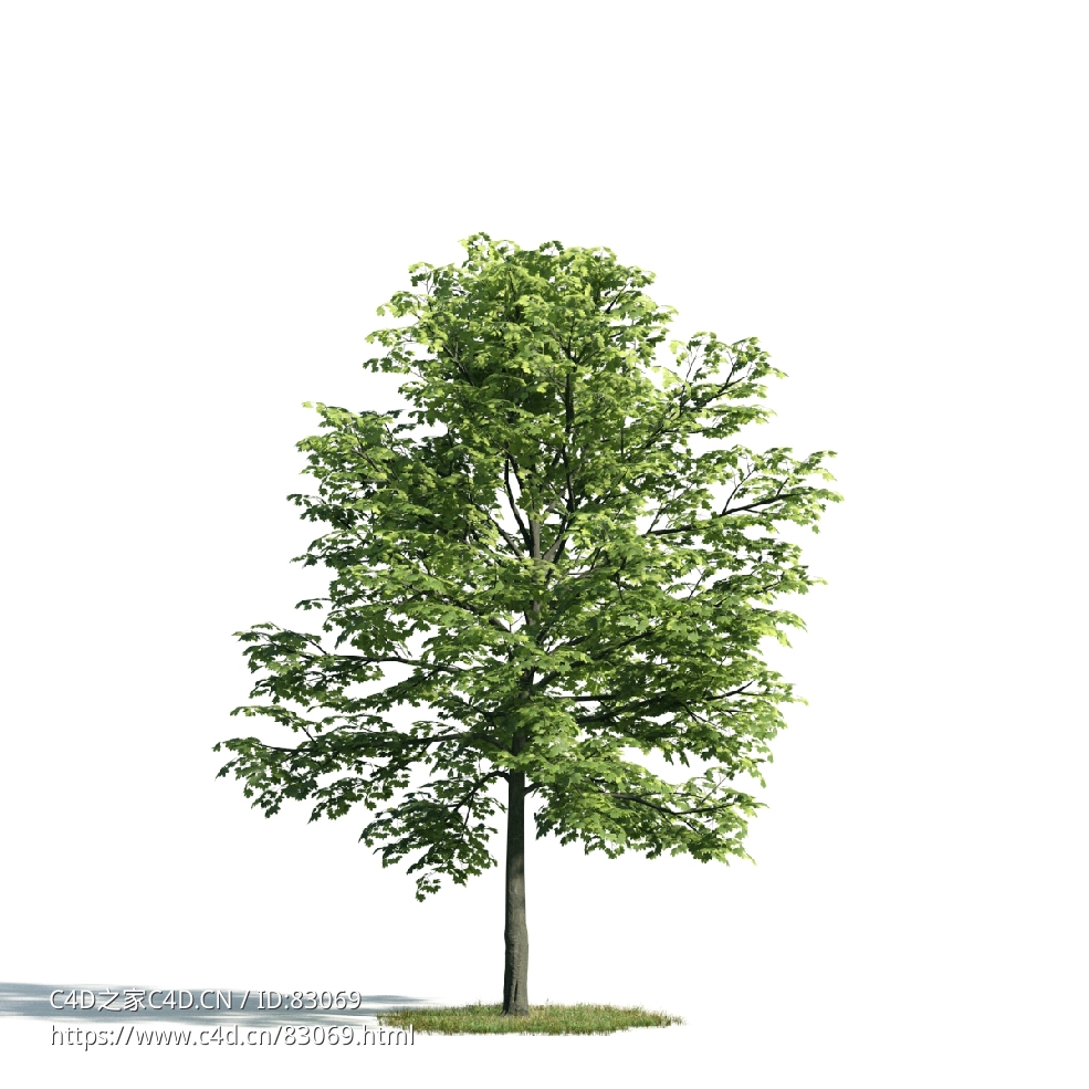 景观树木：梧桐树三维模型plant-23 - C4D之家 - 023.jpg
