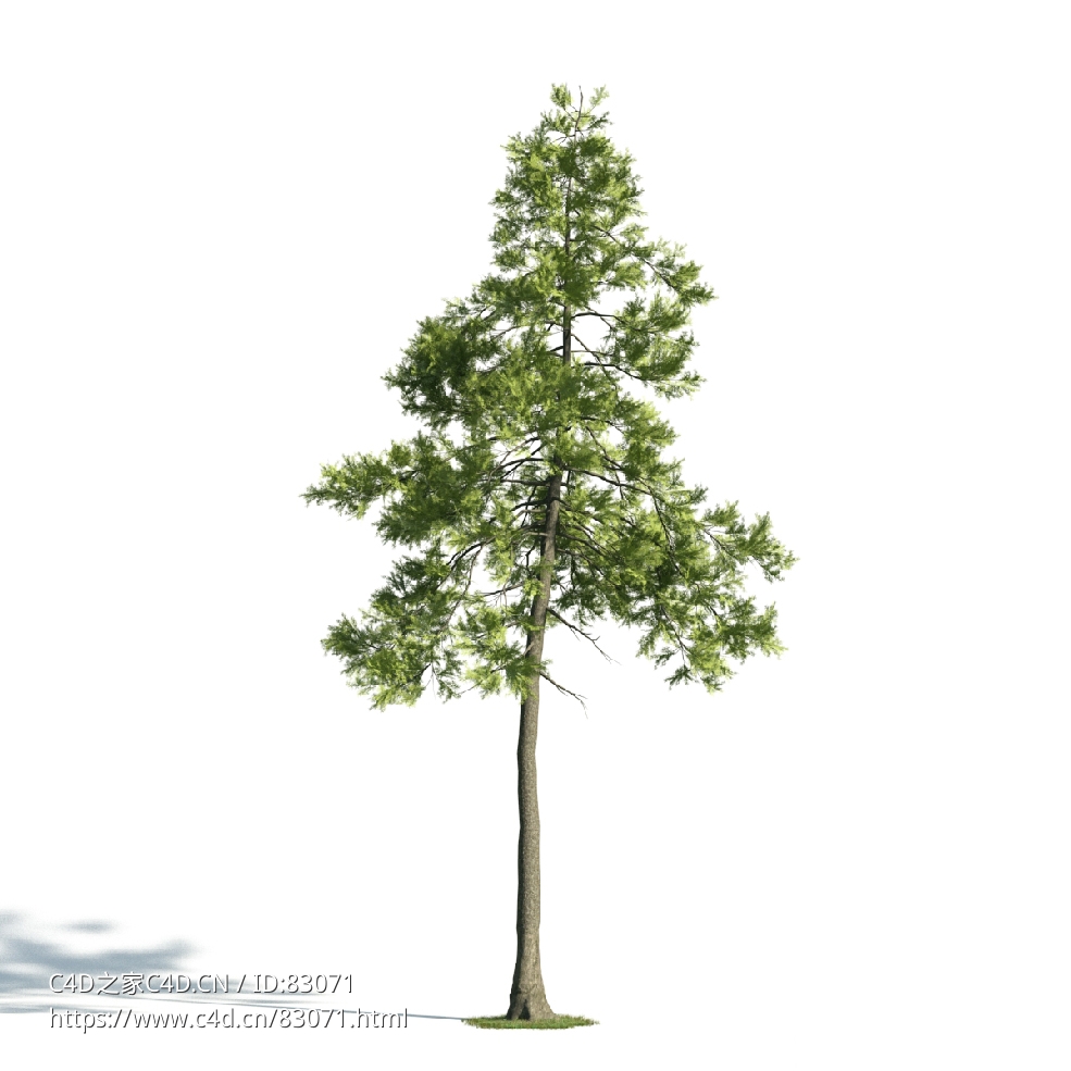 景观树木：蓬莱松三维模型plant-25 - C4D之家 - 025.jpg