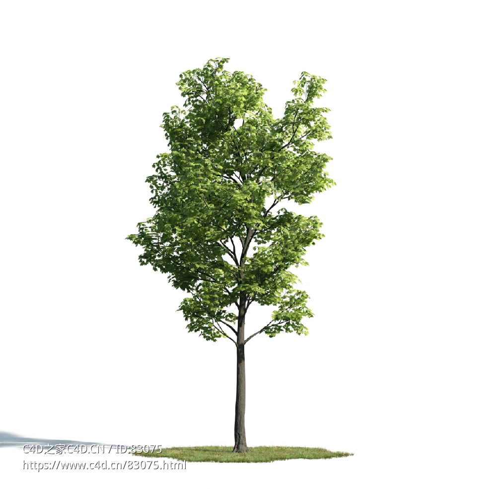 景观树木：糖枫三维模型plant-29 - C4D之家 - 029.jpg