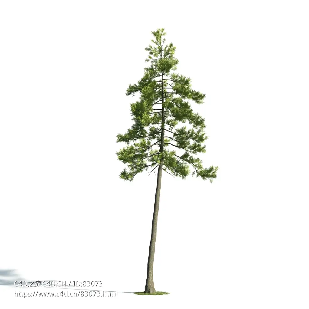 景观树木：松树三维模型plant-27
