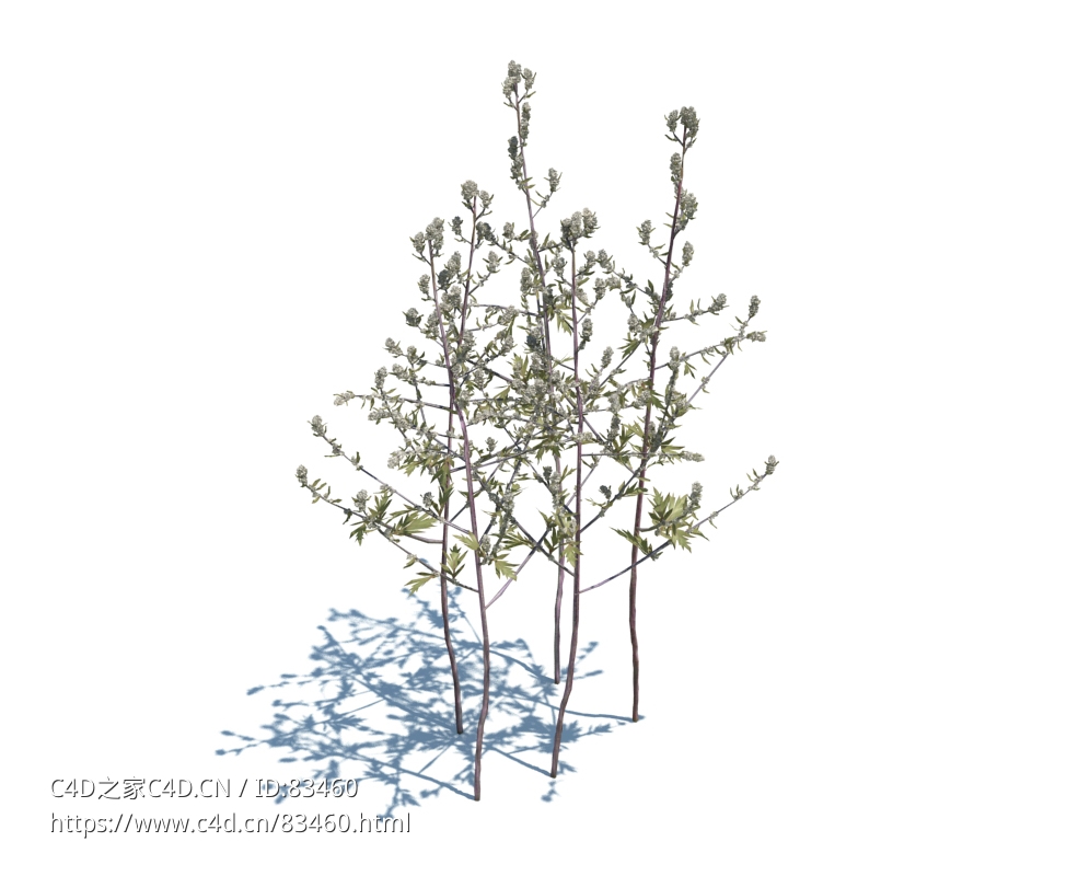 艾草蒿草植物杂草模型下载Artemisia Vulgaris v3 - C4D之家 - 42.jpg