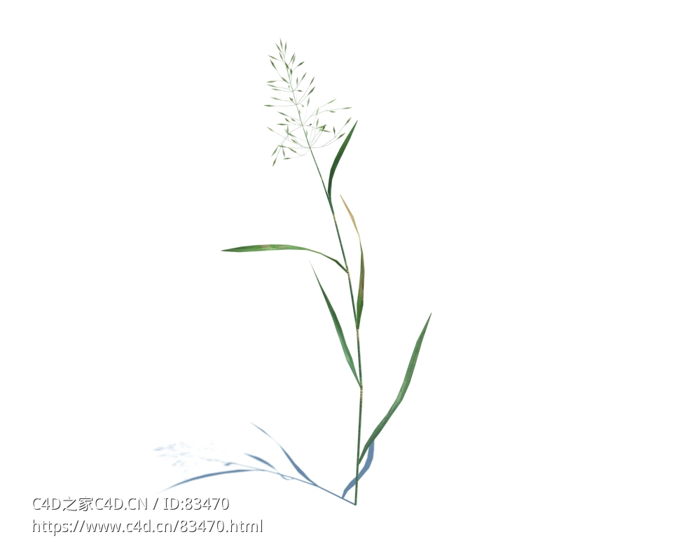 丝状剪股颖杂草植物杂草模型下载Agrostis capillaris v1 - C4D之家 - 52.jpg