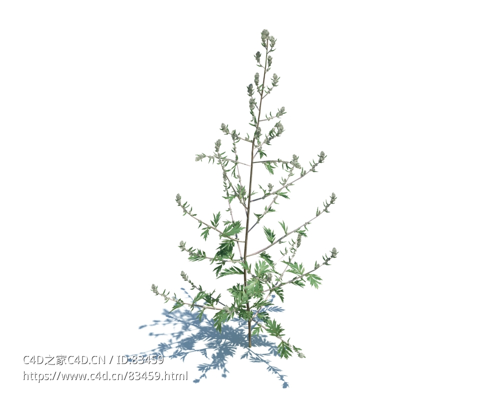 艾草蒿草植物杂草模型下载Artemisia Vulgaris v2 - C4D之家 - 41.jpg