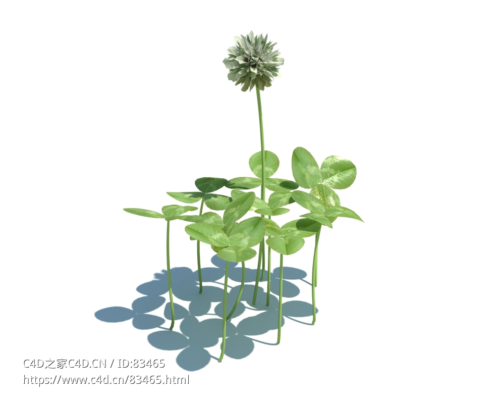 车轴草植物杂草模型下载Trifolium repens v2 - C4D之家 - 47.jpg