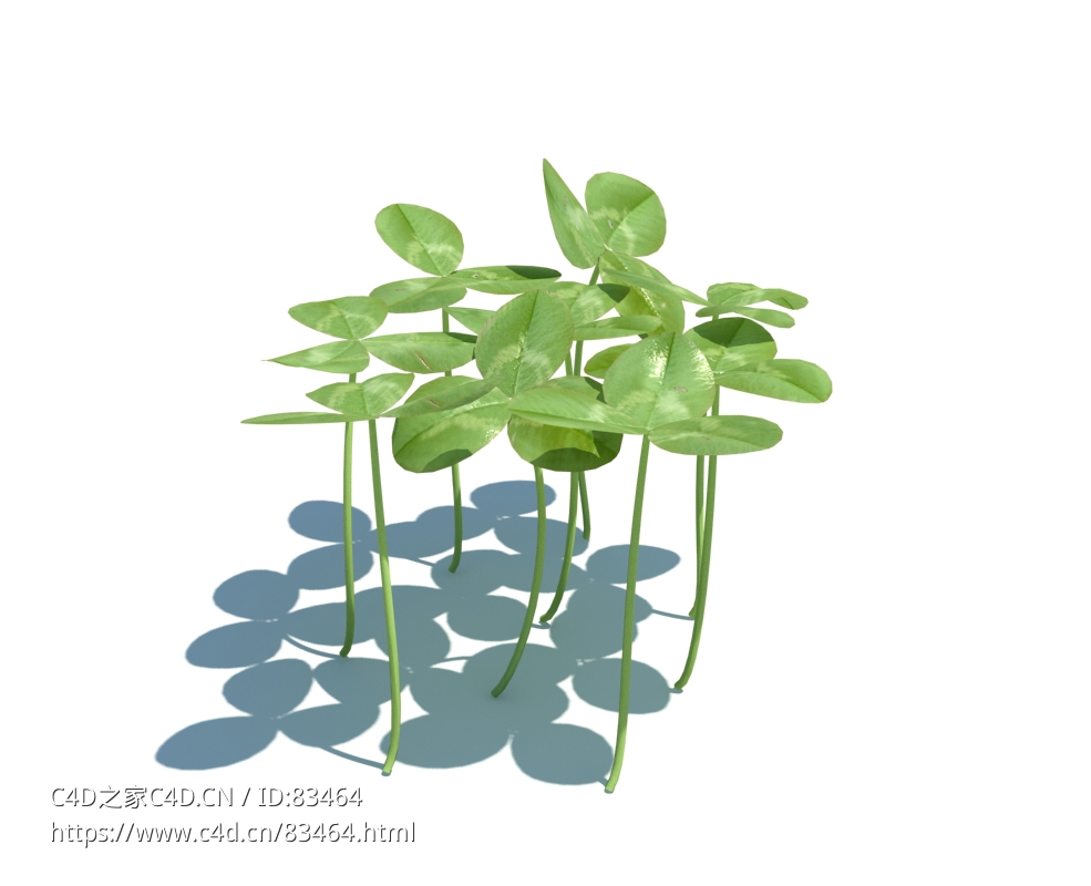 三叶草植物杂草模型下载Trifolium repens v1