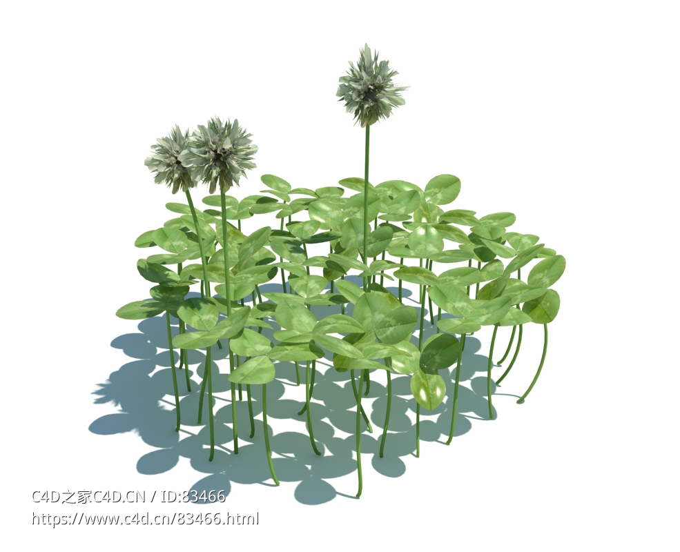 白车轴草植物杂草模型下载Trifolium repens v3 - C4D之家 - 48.jpg