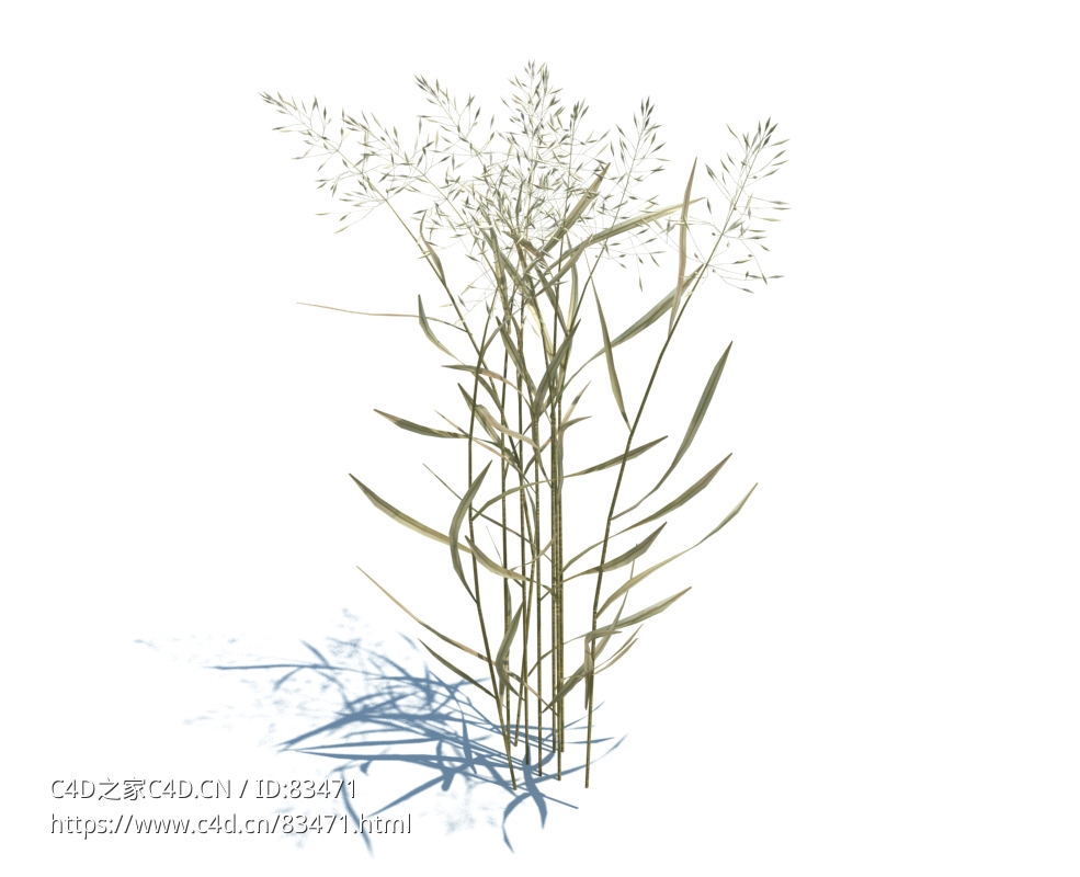 丝状剪股颖杂草植物杂草模型下载Agrostis capillaris v2 - C4D之家 - 53.jpg