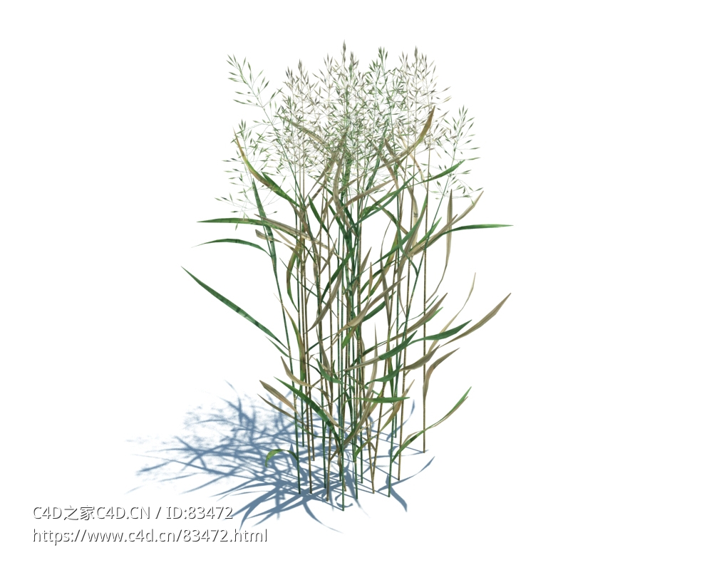 丝状剪股颖杂草植物杂草模型下载Agrostis capillaris v3 - C4D之家 - 54.jpg