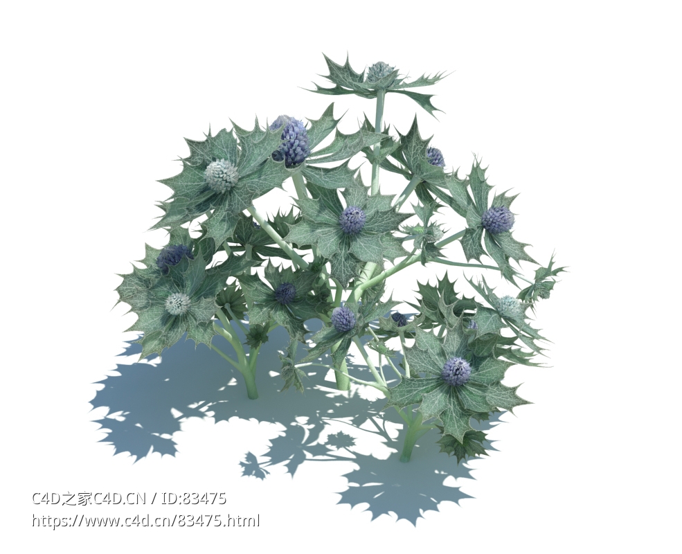 海冬青植物杂草模型下载Eryngium maritimum v3 - C4D之家 - 57.jpg