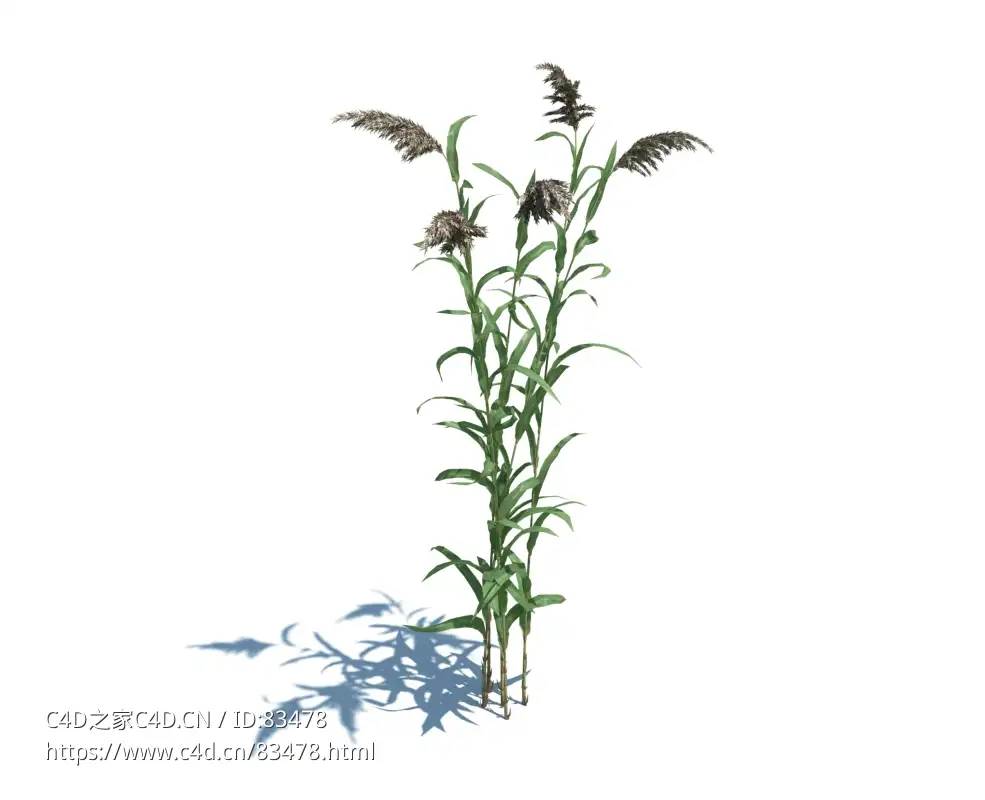 芦苇植物杂草模型下载Phragmites australis v3