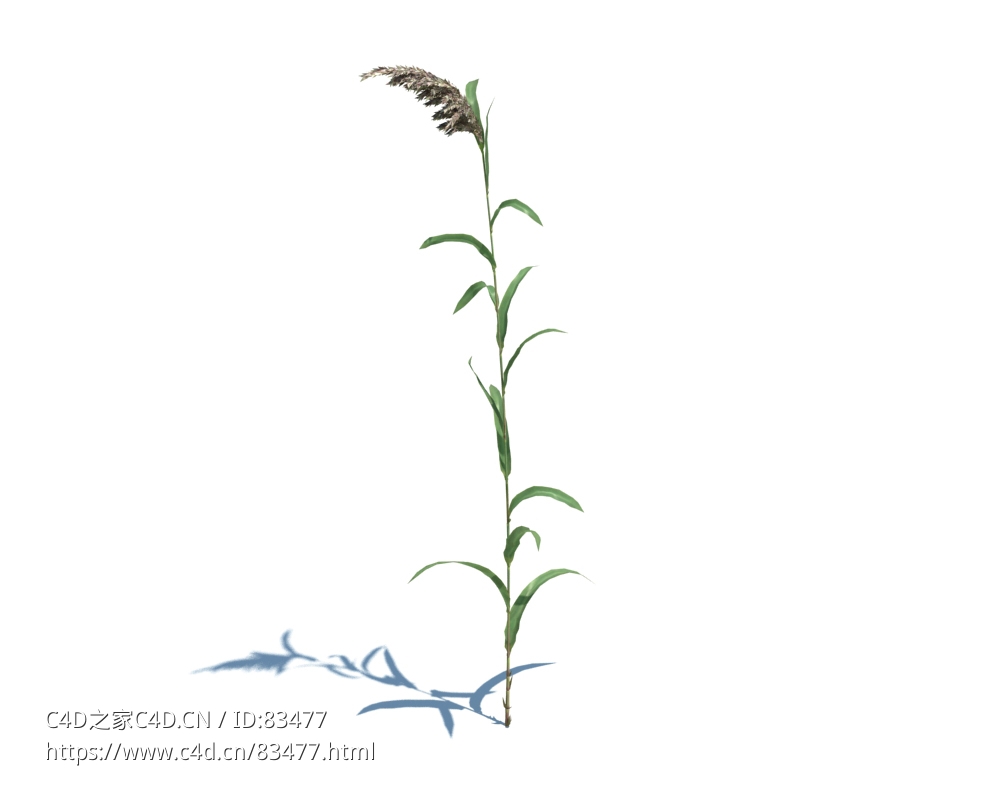 芦苇植物杂草模型下载Phragmites australis v2