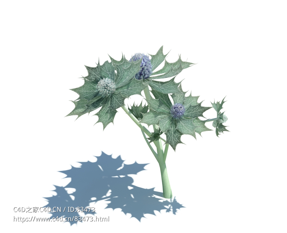 海刺芹植物杂草模型下载Eryngium maritimum v1 - C4D之家 - 55.jpg