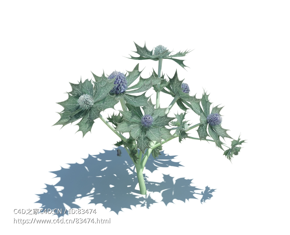 滨海刺芹植物杂草模型下载Eryngium maritimum v2 - C4D之家 - 56.jpg