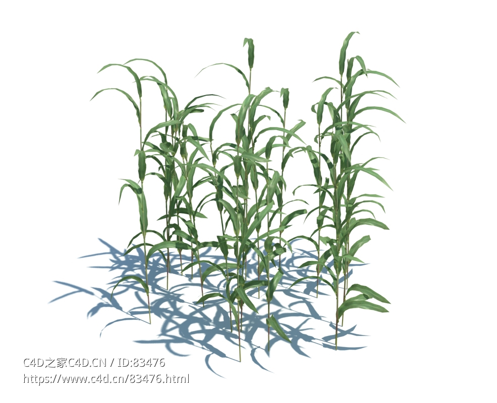 芦苇植物杂草模型下载Phragmites australis v1