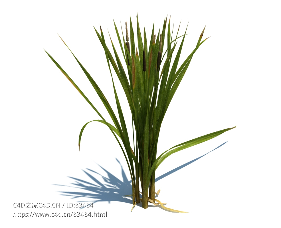 象牙菜植物杂草模型下载Typha latifolia L. v3 - C4D之家 - 66.jpg