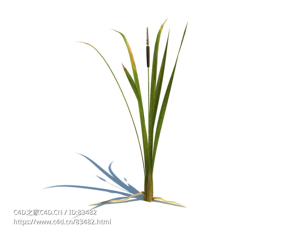 蒲菜植物杂草模型下载Typha latifolia L. v1 - C4D之家 - 64.jpg