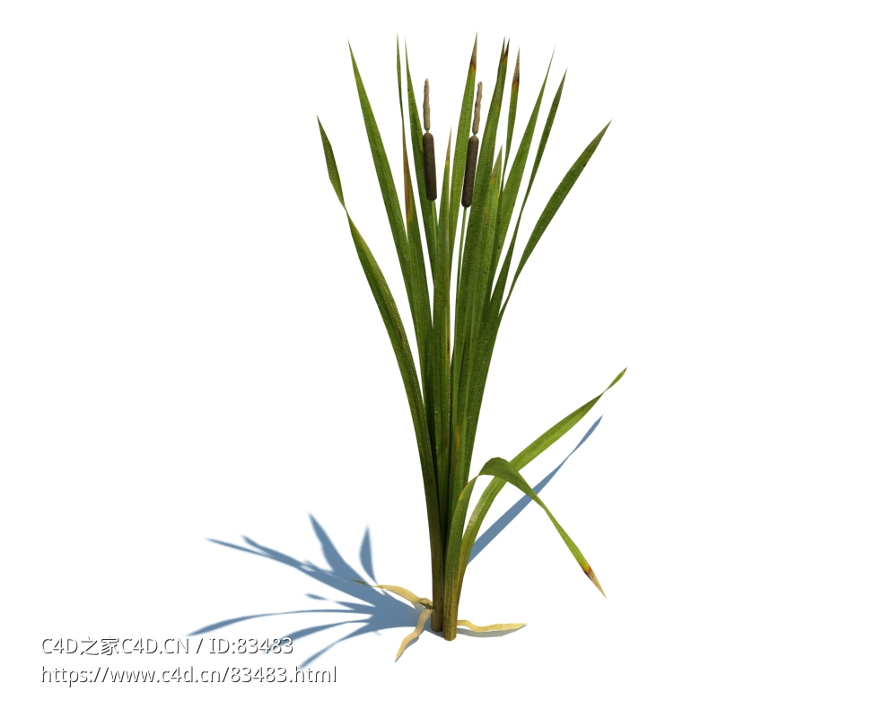 宽叶香蒲植物杂草模型下载Typha latifolia L. v2 - C4D之家 - 65.jpg