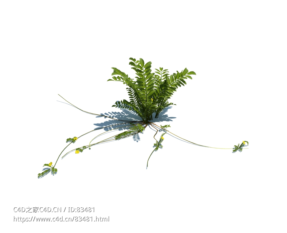 鹅绒委陵菜植物杂草模型下载Potentilla anserina v3 - C4D之家 - 63.jpg