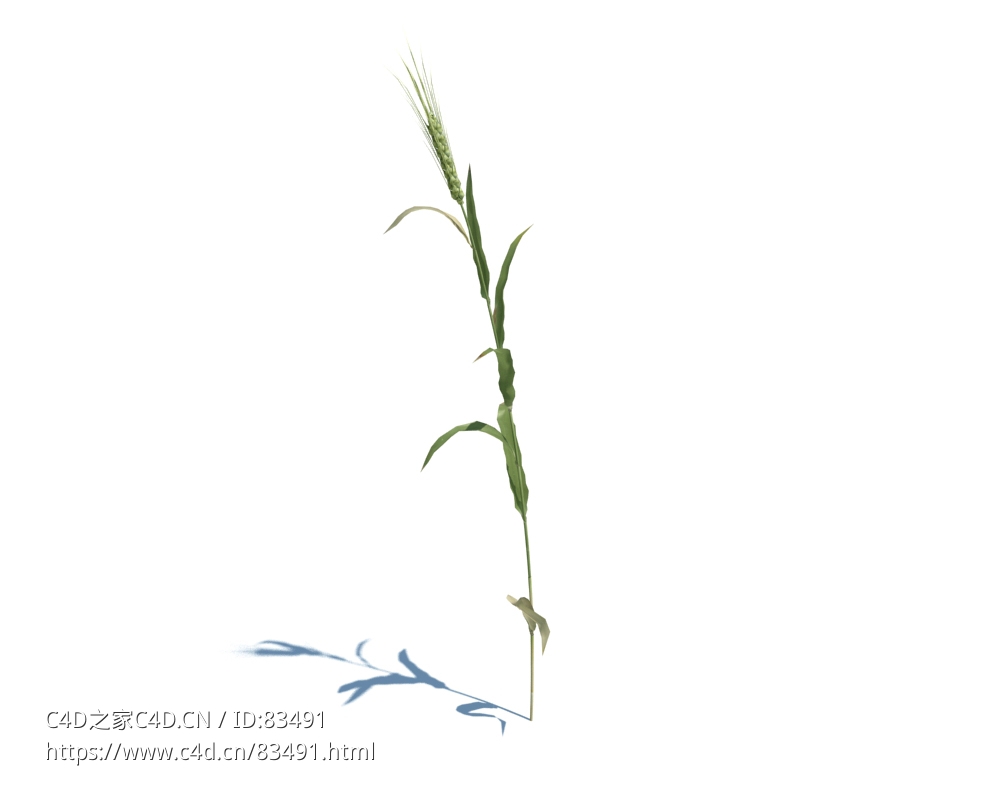 小麦植物杂草模型下载Triticum v1