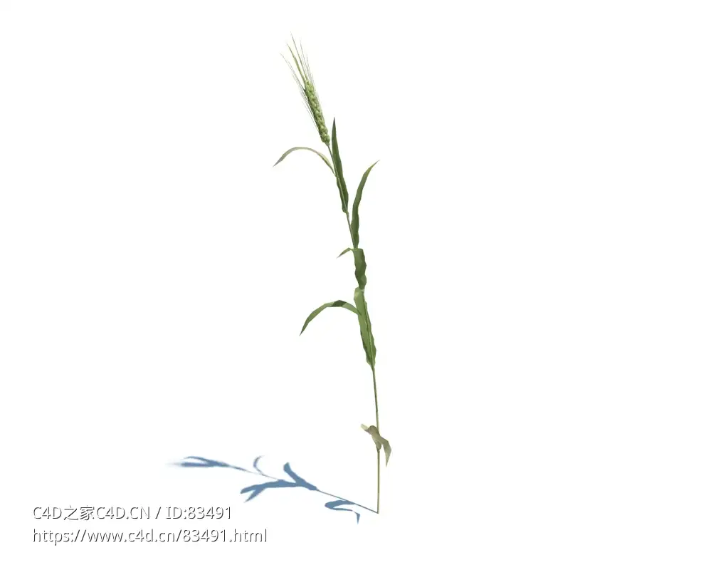 小麦植物杂草模型下载Triticum v1