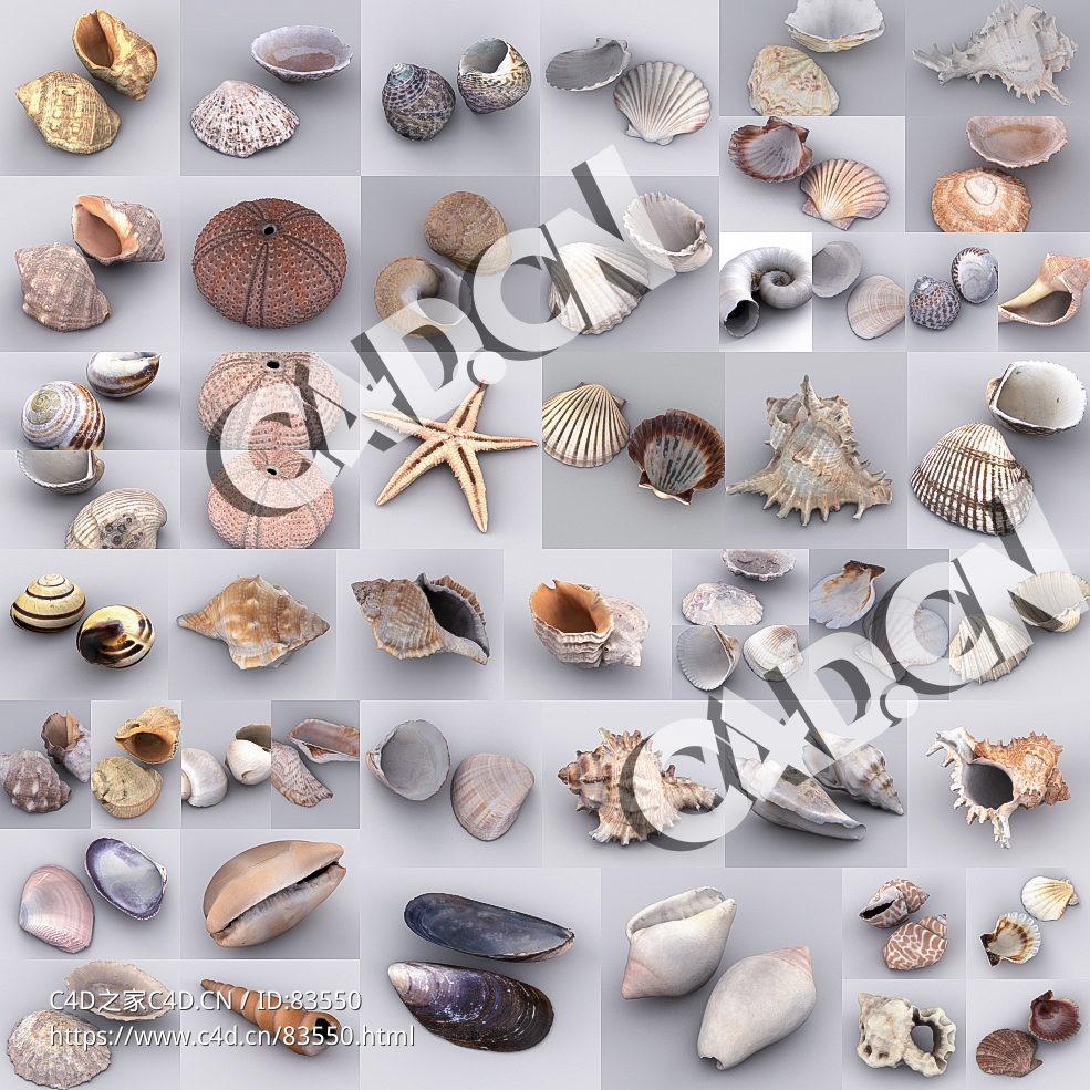 50个海洋生物扇贝海螺贝壳海星模型合集
